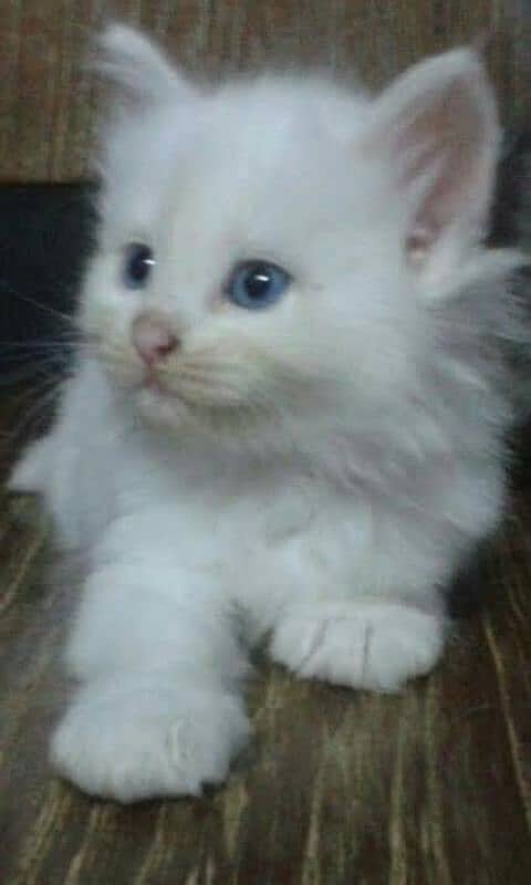 Persian triple coat cat kitten 0