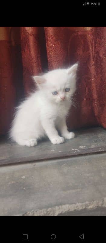 Persian triple coat cat kitten 1