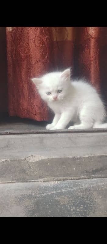 Persian triple coat cat kitten 3