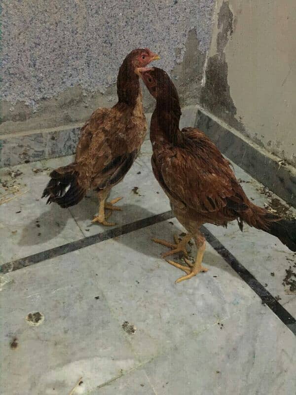 aseel hen's available hen 0