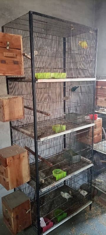 Breeder pair with chiks & with Box with cages 2