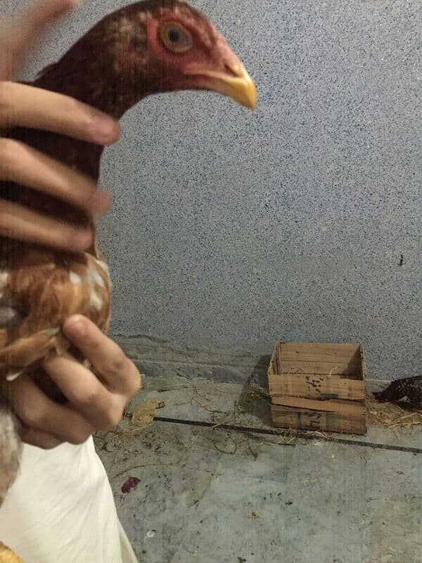 aseel hen's available hen 3