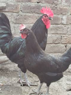 Australorp