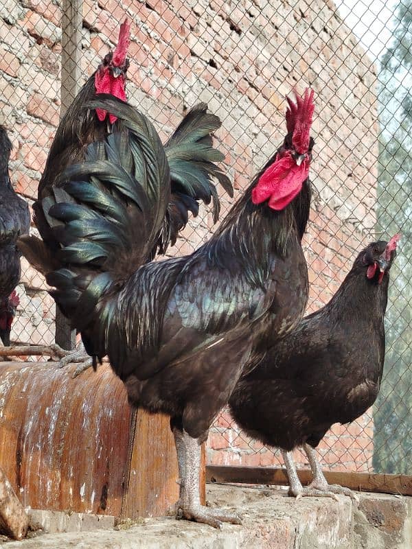 Australorp pairs. . . . 5000 pair 1