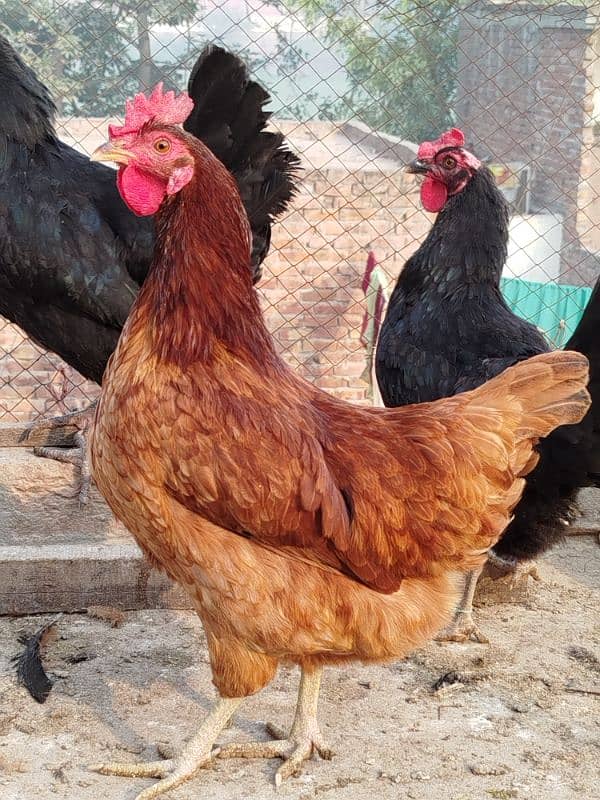 Australorp pairs. . . . 5000 pair 2