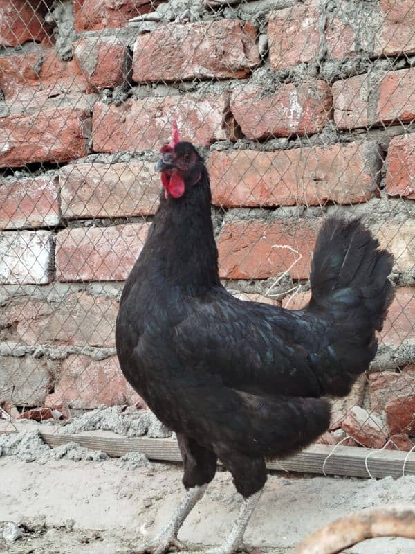 Australorp pairs. . . . 5000 pair 3