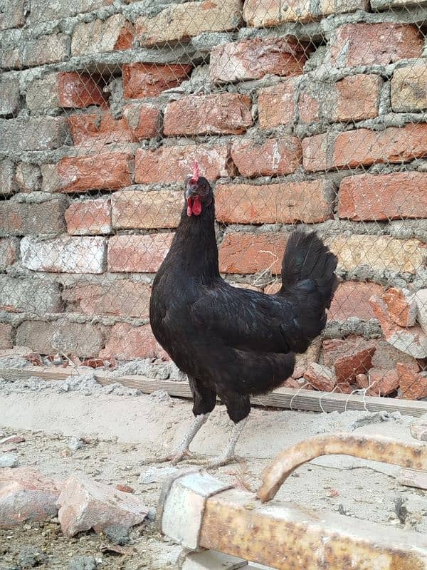 Australorp pairs. . . . 5000 pair 4