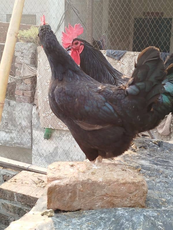 Australorp pairs. . . . 5000 pair 5