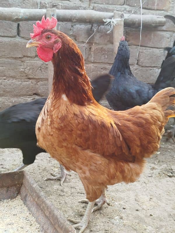 Australorp pairs. . . . 5000 pair 6