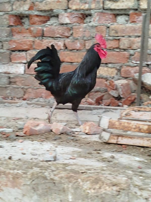 Australorp pairs. . . . 5000 pair 10