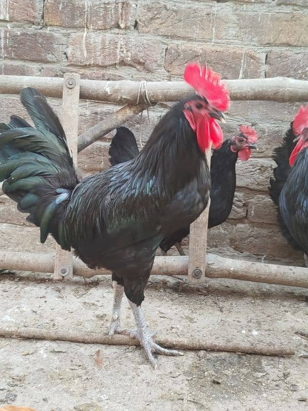 Australorp pairs. . . . 5000 pair 11