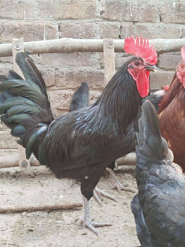 Australorp pairs. . . . 5000 pair 12