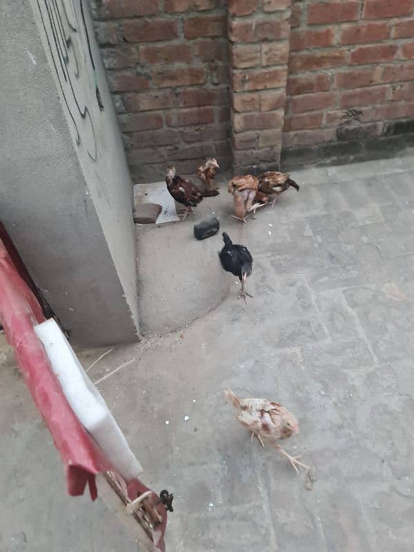 6 pc lasani aseel k bache healthy and active 1500 each fnf 3