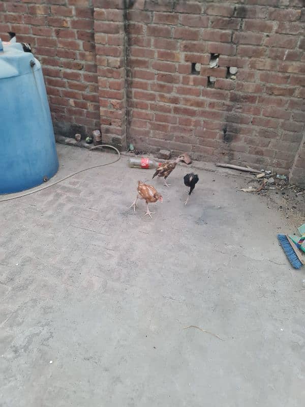 6 pc lasani aseel k bache healthy and active 1500 each fnf 7