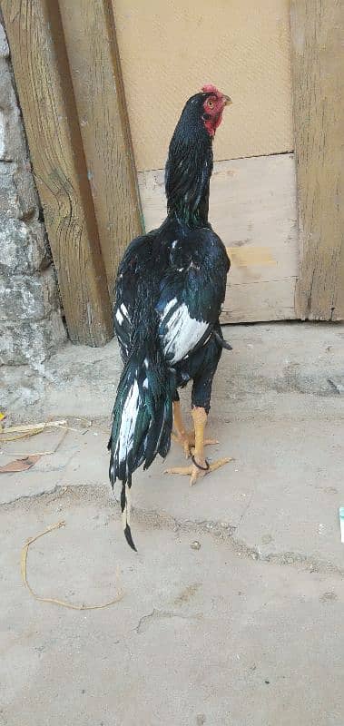 Lassani Patha for sale whtsupa nbr 03183396127 2