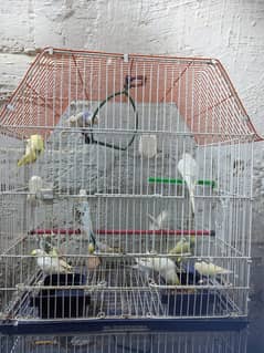 Australian budgie Mix