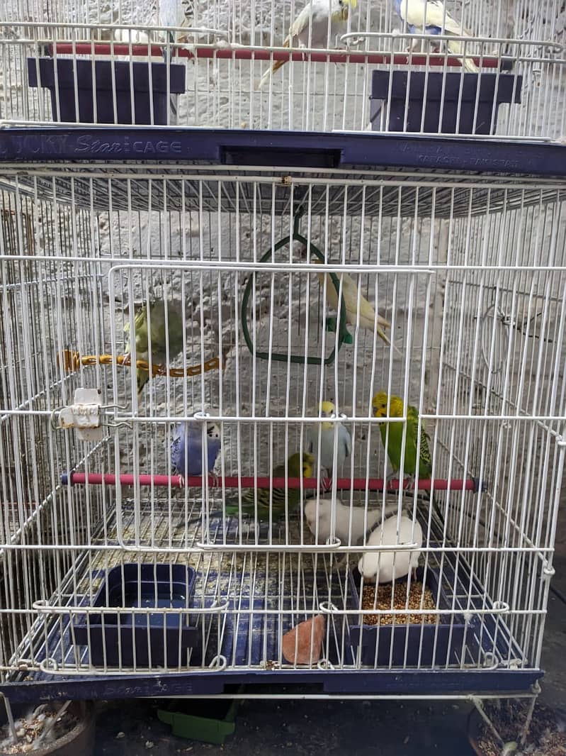 Australian budgie Mix 1