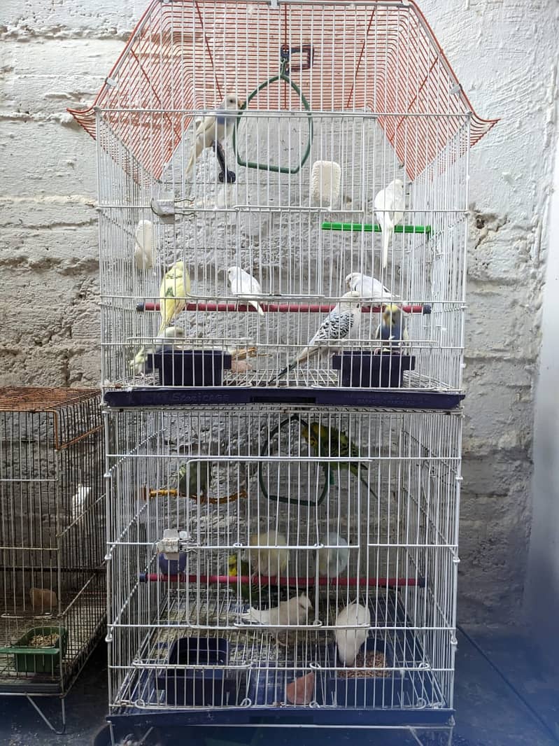 Australian budgie Mix 3