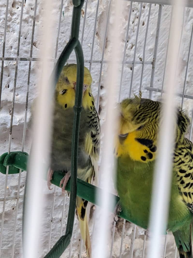 Australian budgie Mix 4