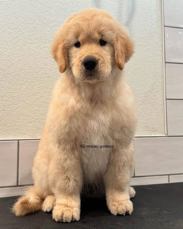 golden retriever female puppy available looking for a new home 0