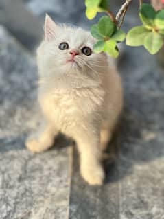 persian male cat