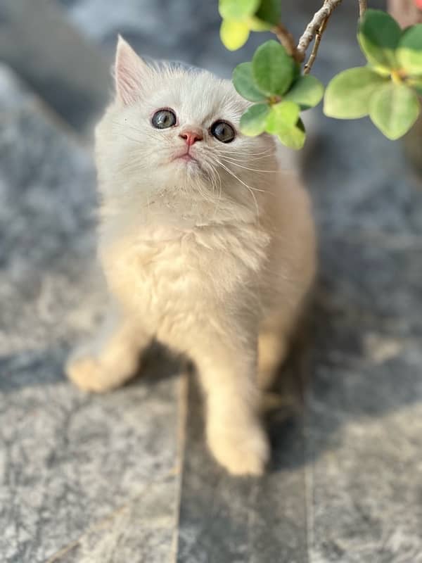 persian male cat 0