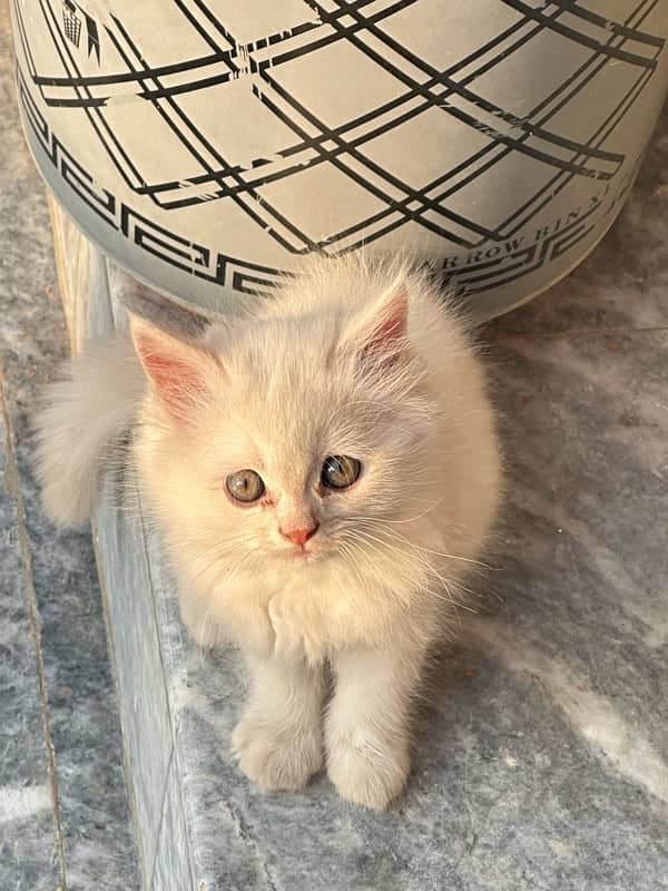 persian male cat 2