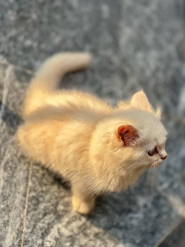 persian male cat 3