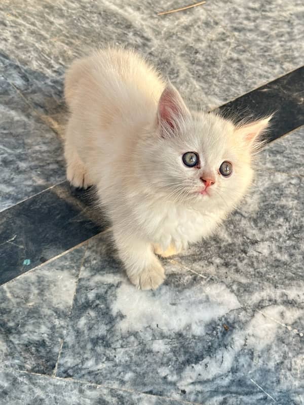 persian male cat 4