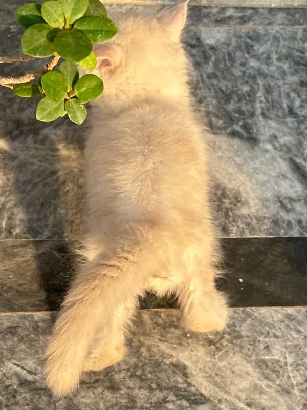 persian male cat 5