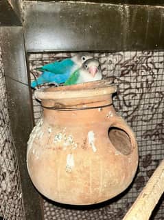 Blue Fishri Pair available split ino breeder pair or quality ring bird