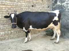 cow for sale