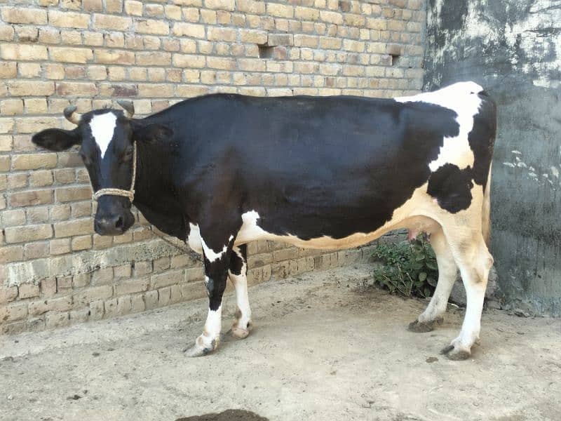 cow for sale 0