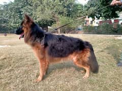 German shepherd long coat male