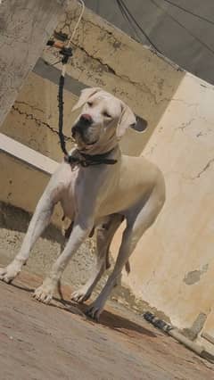 Bully female dog for sale 03173952985