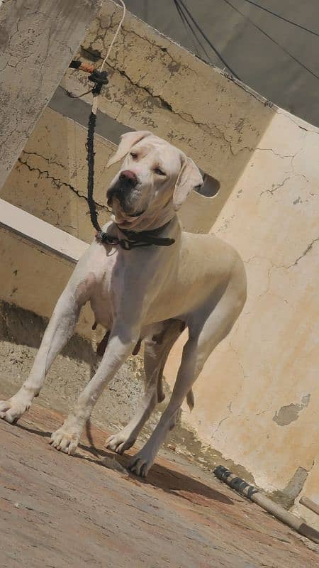 Bully female dog for sale 03173952985 0