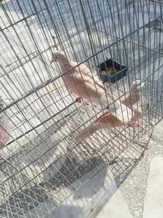 Dove pair for sale