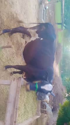 cow for sale in Rahim Yar Khan