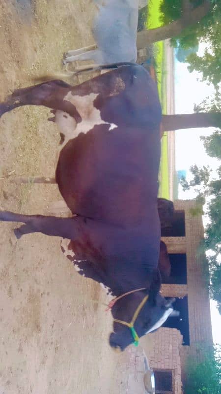 cow for sale in Rahim Yar Khan 1