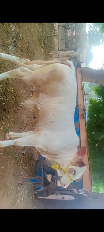 cow for sale in Rahim Yar Khan 4