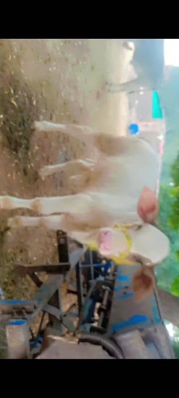 cow for sale in Rahim Yar Khan 5