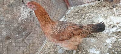 Pure Desi hen