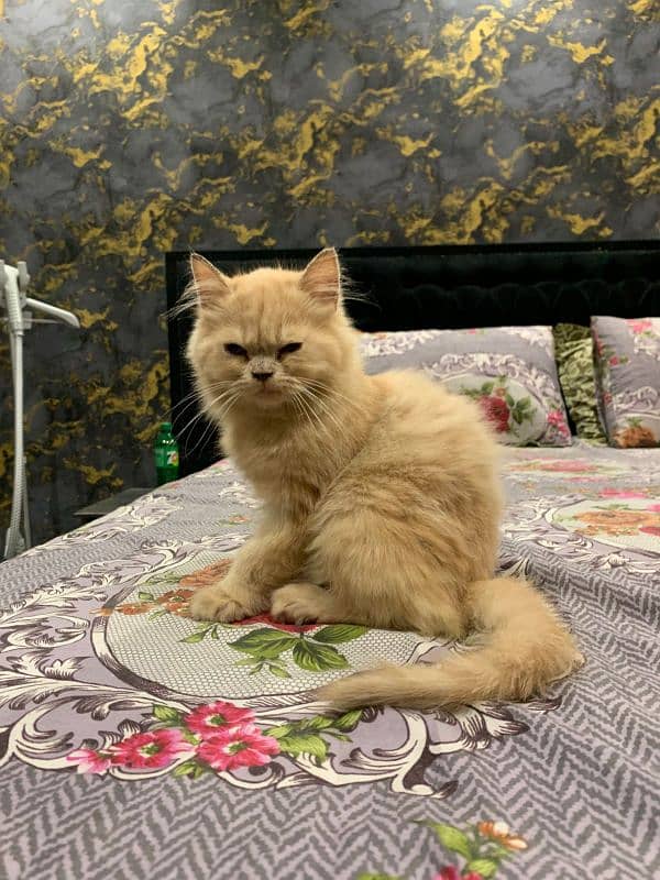 Persian kitten pair for sale puched face 0