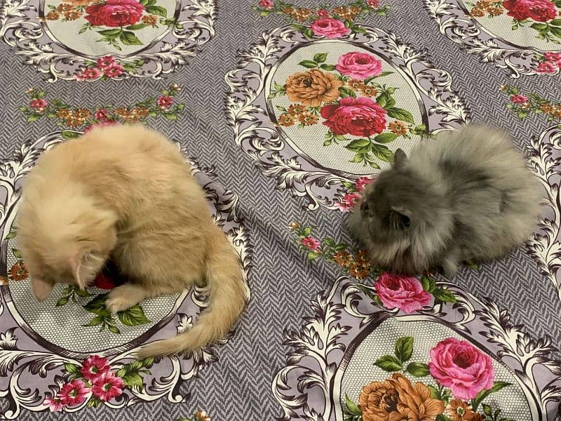 Persian kitten pair for sale puched face 3