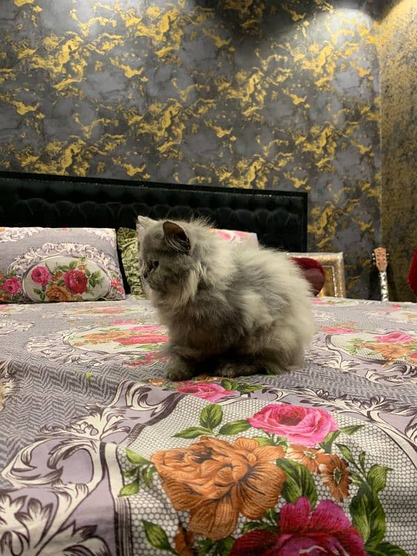 Persian kitten pair for sale puched face 4