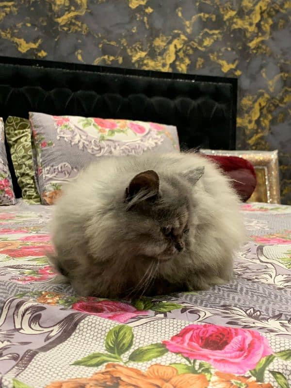 Persian kitten pair for sale puched face 5