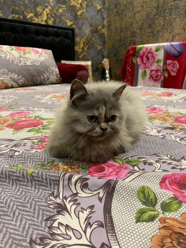 Persian kitten pair for sale puched face 6