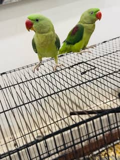 Raw parrot pair 10 month age with big cage