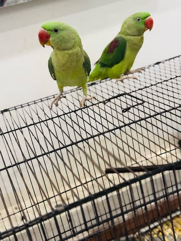 Raw parrot pair 10 month age with big cage 0