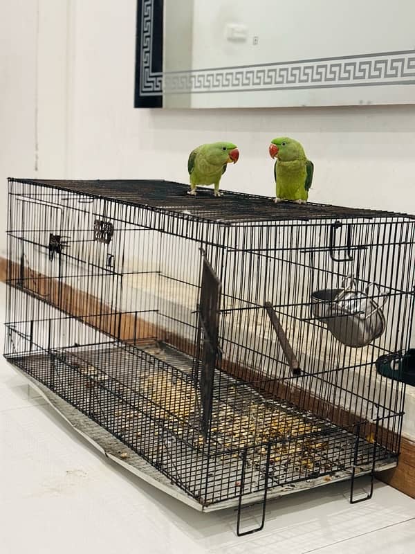 Raw parrot pair 10 month age with big cage 1